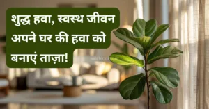 शुद्ध हवा, स्वस्थ जीवन: अपने घर की हवा को बनाएं ताज़ा!